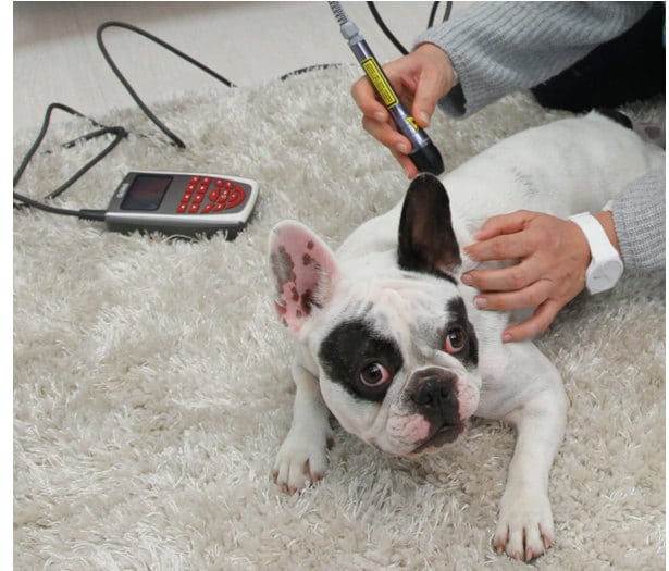 Laserbehandlung beim Hund