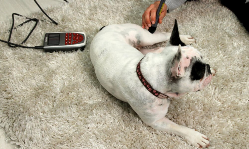Lasertherapie für Hunde