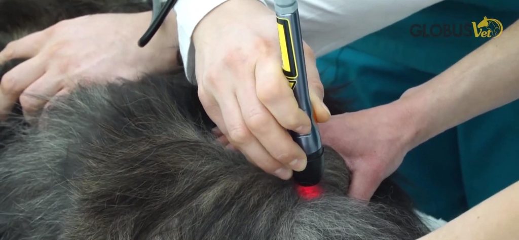 Lasertherapie Behandlungen bei Hunden