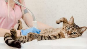 Ultraschalltherapie in der Tiermedizin