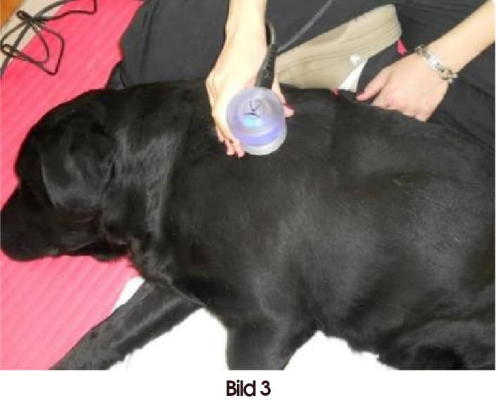 Tendinitis Therapie mit Ultraschall beim Hund