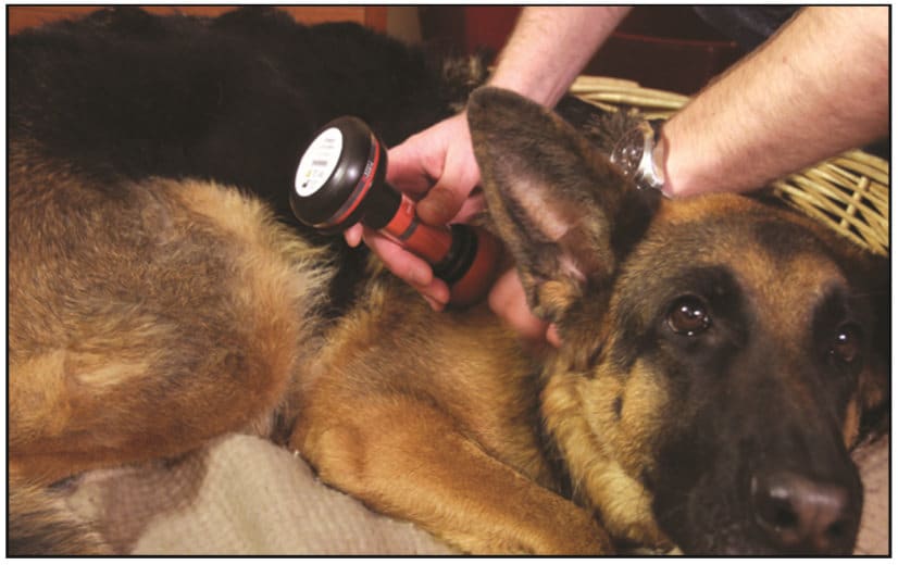 Lasertherapie bei Hunden