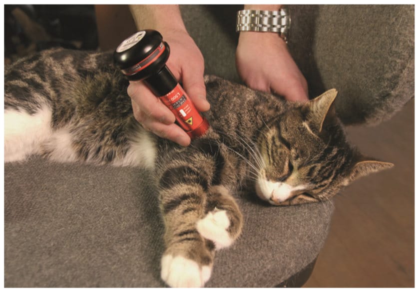 Lasertherapiegerät für Katzen
