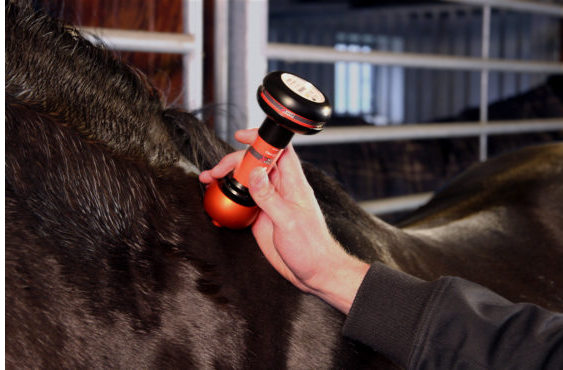 Lasertherapie Anwendungen bei Pferden